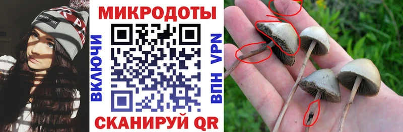 Псилоцибиновые грибы Cubensis  Нерехта 